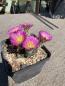 Preview: Echinocereus pulchellus v. acanthosetus